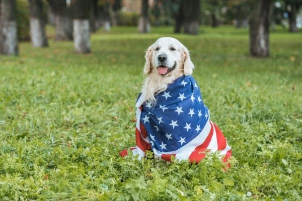 Perro con bandera de EE.UU.